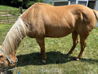 Solid built, tall, grade, palomino. Quarter horse