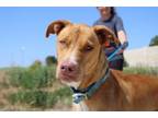 Adopt Azule a Rhodesian Ridgeback, Mixed Breed