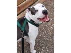 Adopt Silver a Pit Bull Terrier