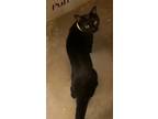 Adopt Jessie a All Black Domestic Shorthair / Mixed (short coat) cat in