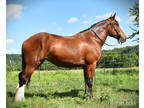 Reba is a beautiful Clydesdale, perfect size for someone wanting a Clydesdale