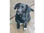Adopt Onix a Black Labrador Retriever / Pomeranian dog in Calgary, AB (38960038)