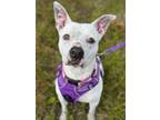 Adopt Zoey a White American Pit Bull Terrier / Mixed dog in Gwinn, MI (37177549)