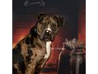 Adopt Brody @Marvin Pierce Dog Teacher a Catahoula Leopard Dog / American Pit