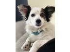Adopt Benbonito aka Russell a White - with Black Pomeranian / Spitz (Unknown