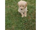 Golden Retriever Puppy for sale in Wilmington, NC, USA