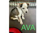 Adopt AVA, ARIA and AMBER a Tricolor (Tan/Brown & Black & White) Jack Russell