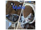 Mario Domestic Shorthair Kitten Male