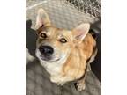 Adopt Toni a Tan/Yellow/Fawn Corgi / Mixed dog in Denver, CO (36530383)