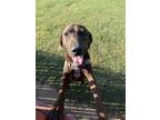 Adopt Billy a Brindle Plott Hound / Mixed dog in Petersburg, TN (36541818)