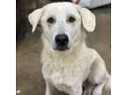 Adopt Birdie a Great Pyrenees