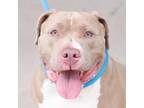 Adopt Pudgy Patty a Pit Bull Terrier, Mixed Breed