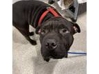 Adopt Mulan a Shar-Pei, Terrier