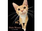 Adopt Duke Wessex a Domestic Short Hair