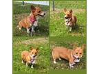 Adopt Gigi-I2353 a Pembroke Welsh Corgi