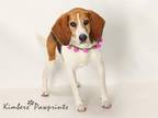 Adopt AUTUMN a Beagle, Mixed Breed