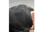 Adopt Oero a Guinea Pig