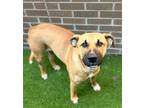 Adopt Willow a Black Mouth Cur, Mixed Breed