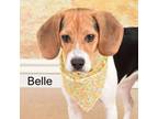 Adopt Belle a Beagle