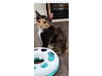 Adopt Emme a Domestic Short Hair