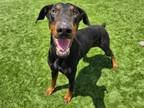 Adopt TITAN a Doberman Pinscher