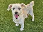 Adopt PETER BARKER a Lhasa Apso, Mixed Breed