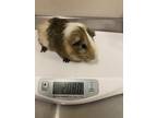 Adopt Hazelnut a Guinea Pig