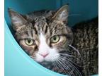 Adopt Smitty a Domestic Short Hair