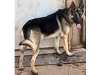 Adopt Axel a German Shepherd Dog