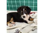 Maverick Beagle Puppy Male