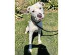 Adopt Floki a Pit Bull Terrier, Mixed Breed