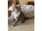 Adopt Bobby a Domestic Short Hair, Tabby