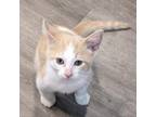 Adopt Scampi 7244 a Domestic Short Hair