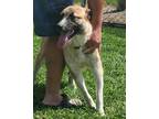 Adopt Roman a Anatolian Shepherd