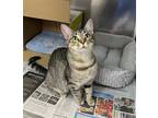 Adopt Sunny a Brown Tabby Domestic Shorthair / Mixed (short coat) cat in