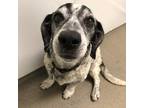 Adopt Afi a Beagle / Dachshund / Mixed dog in Rocky Mount, VA (38975136)