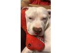 Adopt Luna a White American Pit Bull Terrier / Mixed dog in Morgantown