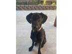 Adopt Nova a Black Weimaraner / Belgian Malinois / Mixed dog in Sacramento