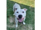 Adopt Crouton a White American Pit Bull Terrier / Mixed dog in Lancaster