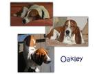 Adopt Oakley a Basset Hound
