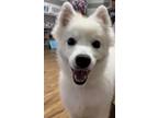 Adopt Gracie a White American Eskimo Dog / Mixed dog in lavergne, TN (38981799)