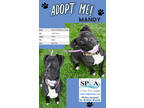 Adopt Mandy a Black American Pit Bull Terrier / Labrador Retriever / Mixed dog