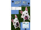 Adopt Mallow a White American Pit Bull Terrier / Catahoula Leopard Dog / Mixed