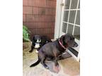 Adopt June a Black Basset Hound / Labrador Retriever / Mixed dog in Atlanta