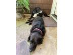 Adopt Jasper a Black Basset Hound / Labrador Retriever / Mixed dog in Atlanta