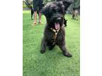 Adopt Gucci a Black Schnauzer (Miniature) / Portuguese Water Dog / Mixed dog in