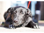 Adopt Midge a Black Retriever (Unknown Type) / Australian Cattle Dog / Mixed dog