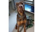 Adopt Cairo a Doberman Pinscher / Mixed dog in Port McNicoll, ON (38983896)
