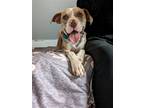Adopt Buck a White - with Tan, Yellow or Fawn Catahoula Leopard Dog / American