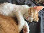 Orzo Domestic Shorthair Kitten Male